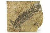 Rare, Pennsylvanian, Fossil Fern (Pecopteris) Frond - Austria #264529-1